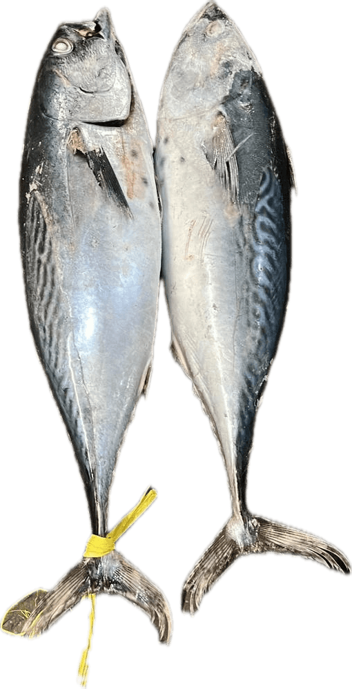 Tongkol