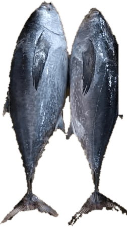 Tuna